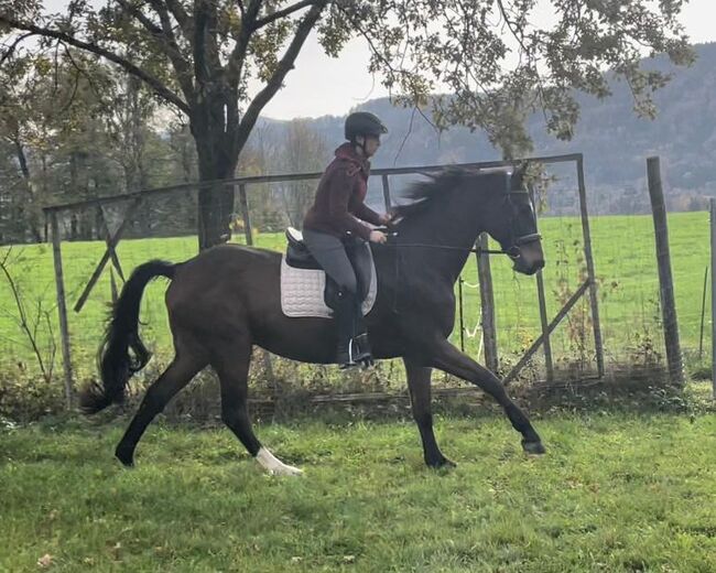 Lilius, Hannoveraner, Wallach, 20 Jahre, Brauner, WOW Pferd  (WOW Pferd), Horses For Sale, Bayern - Attenkirchen, Image 6
