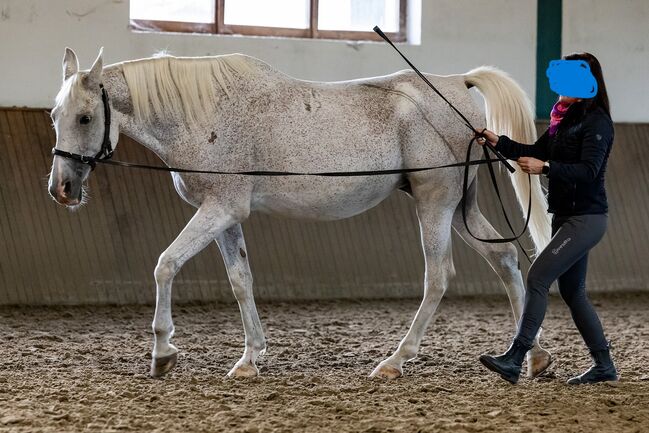 Lina, trained with Academic Art of Riding, Orsolya Hatvanger, Pferd kaufen, Gyor, Abbildung 4