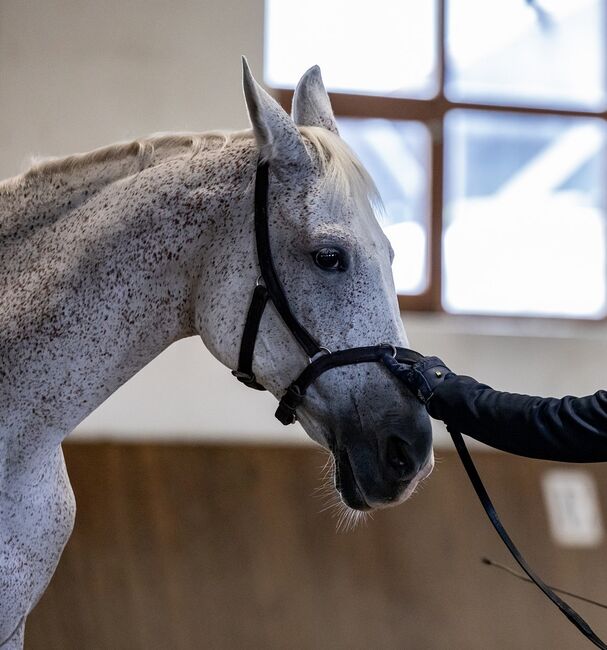 Lina, trained with Academic Art of Riding, Orsolya Hatvanger, Pferd kaufen, Gyor, Abbildung 8