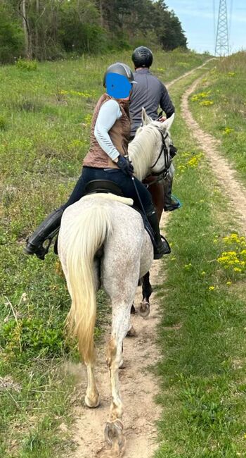 Lina, trained with Academic Art of Riding, Orsolya Hatvanger, Horses For Sale, Gyor, Image 5