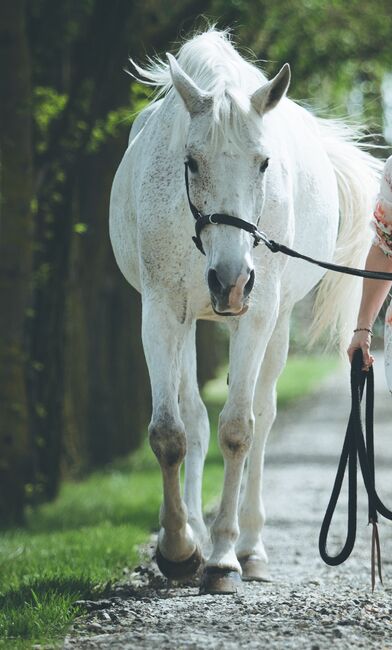 Lina, trained with Academic Art of Riding, Orsolya Hatvanger, Konie na sprzedaż, Gyor, Image 6