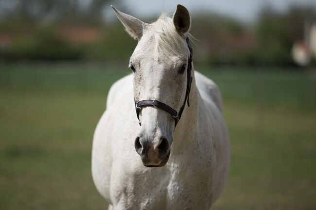 Lina, trained with Academic Art of Riding, Orsolya Hatvanger, Konie na sprzedaż, Gyor, Image 7