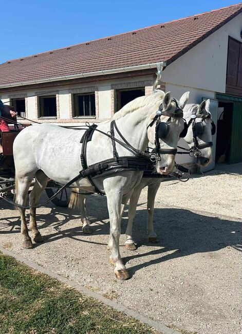 Lipizanner gespann, Carlo, Horses For Sale, Nickelsdorf