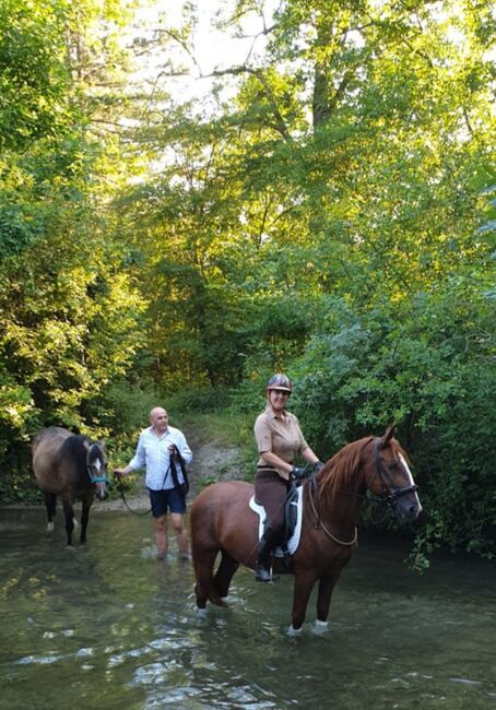 Lipizzaner Fuchs Wallach, Doro, Pferd kaufen, Velm, Abbildung 2