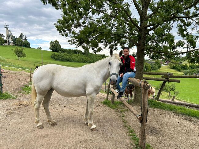 Lipizzaner Stute, Scharmann michaela, Horses For Sale, Vasoldsberg, Image 3