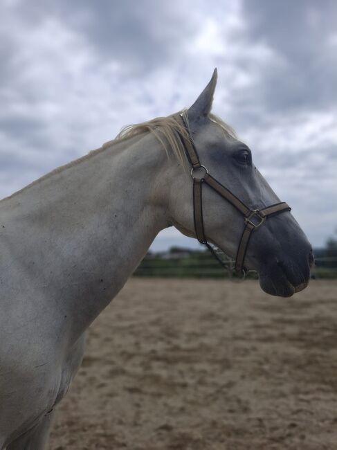 Lipizzaner Stute, Scharmann michaela, Pferd kaufen, Vasoldsberg