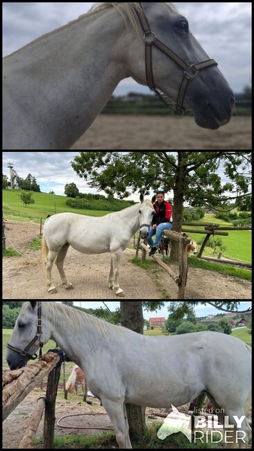 Lipizzaner Stute, Scharmann michaela, Pferd kaufen, Vasoldsberg, Abbildung 4