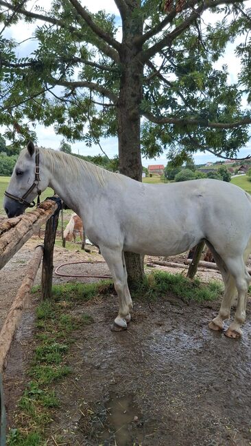 Lipizzaner Stute, Scharmann michaela, Pferd kaufen, Vasoldsberg, Abbildung 2