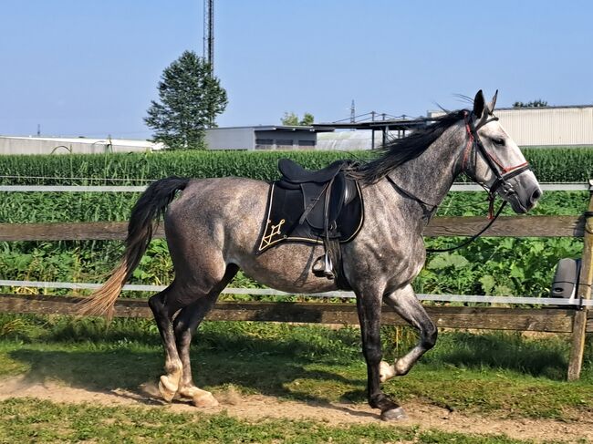 Lipizaner Sute, Petra Jentetics , Horses For Sale, Petzelsdorf in der Weststeiermark, Image 3