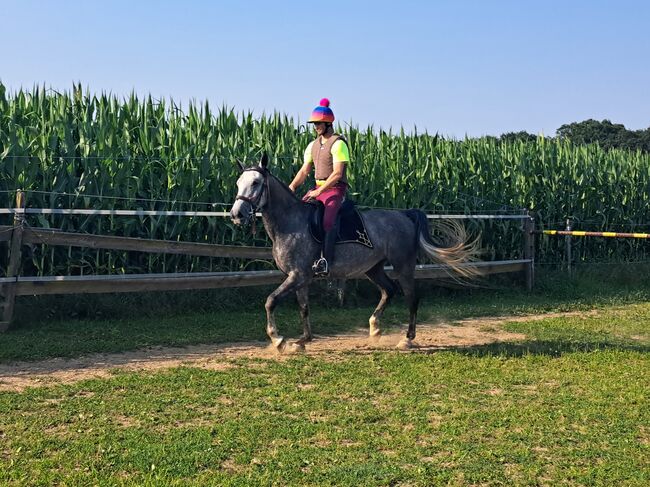 Lipizaner Sute, Petra Jentetics , Horses For Sale, Petzelsdorf in der Weststeiermark, Image 4