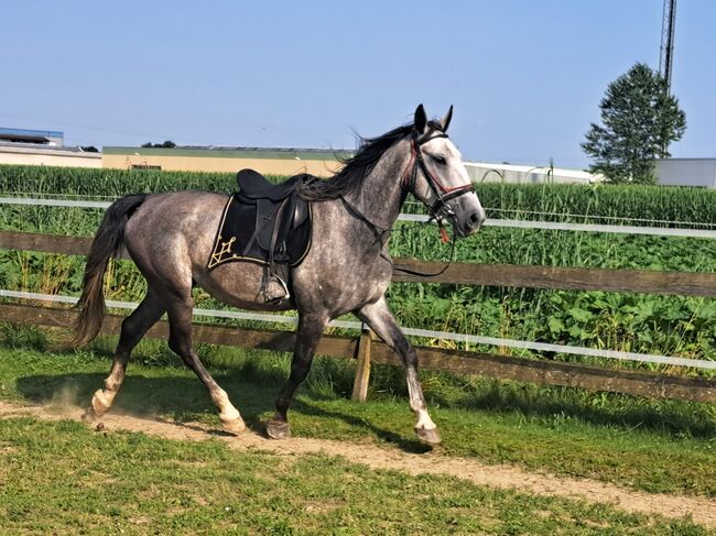 Lipizaner Sute, Petra Jentetics , Horses For Sale, Petzelsdorf in der Weststeiermark, Image 6