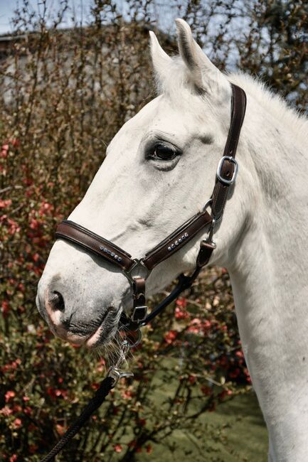 Lipizzaner Wallach 2011, Miriam Puchner, Horses For Sale, Reichraming, Image 3