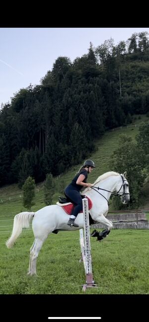 Lipizzaner Wallach 2011, Miriam Puchner, Horses For Sale, Reichraming, Image 4