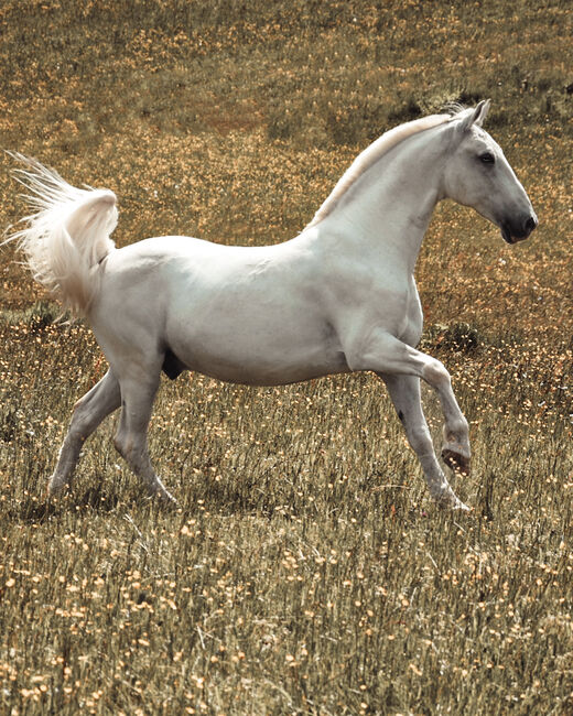 Lipizzaner Wallach 2011, Miriam Puchner, Horses For Sale, Reichraming, Image 6