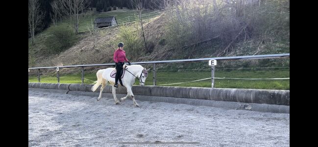 Lipizzaner Wallach 2011, Miriam Puchner, Horses For Sale, Reichraming, Image 8