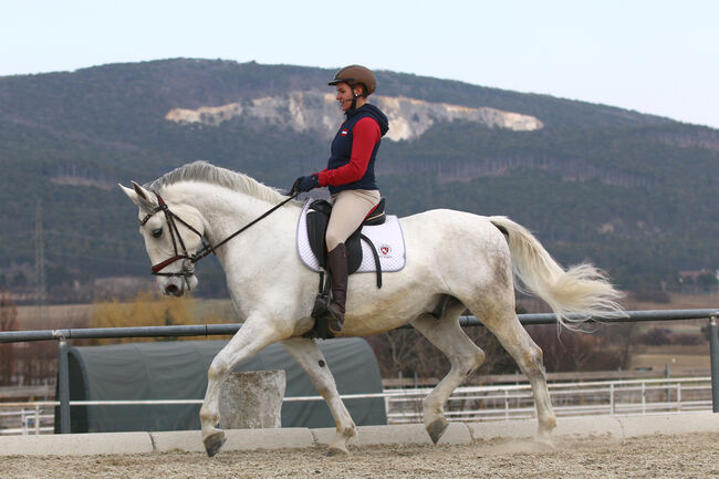 Lipizzanerwallach Incitato Mephisto *2016, Ann-Kathrin Drumm, Horses For Sale, Großau, Image 5