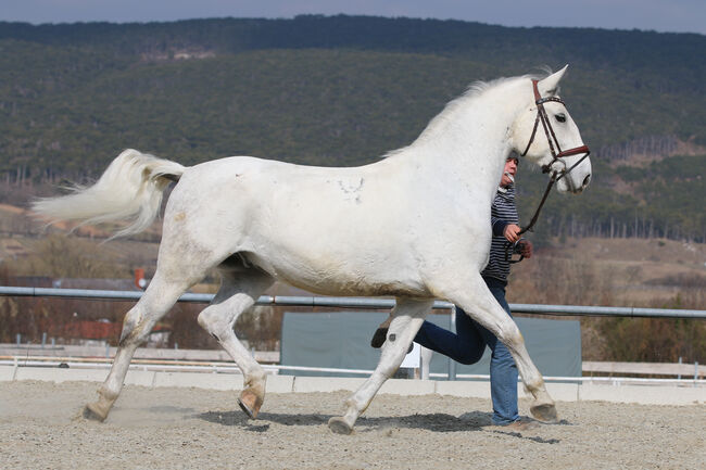 Lipizzanerwallach Incitato Mephisto *2016, Ann-Kathrin Drumm, Horses For Sale, Großau, Image 4