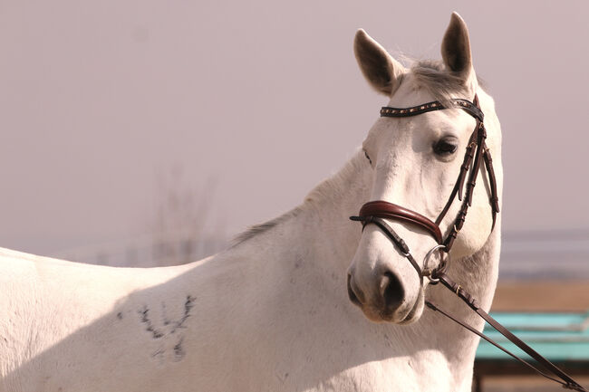 Lipizzanerwallach Incitato Mephisto *2016, Ann-Kathrin Drumm, Horses For Sale, Großau, Image 3