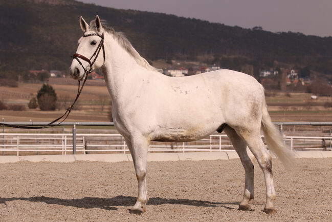 Lipizzanerwallach Incitato Mephisto *2016, Ann-Kathrin Drumm, Horses For Sale, Großau, Image 2