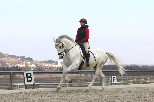 Lipizzanerwallach Incitato Mephisto *2016, Ann-Kathrin Drumm, Horses For Sale, Großau