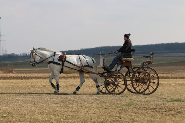 Lipizzanerwallach Incitato Mephisto *2016, Ann-Kathrin Drumm, Horses For Sale, Großau, Image 7