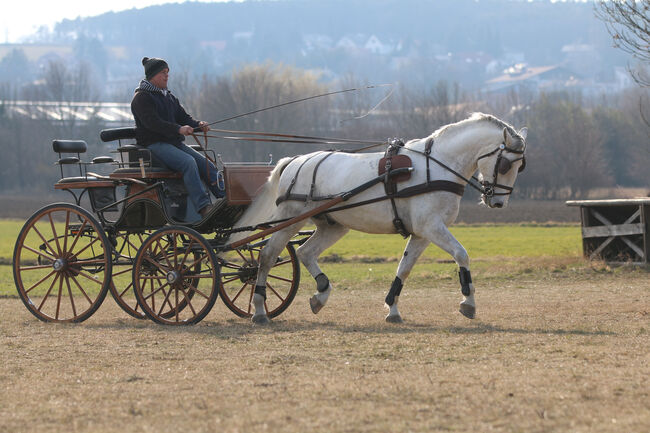 Lipizzanerwallach Incitato Mephisto *2016, Ann-Kathrin Drumm, Horses For Sale, Großau, Image 6