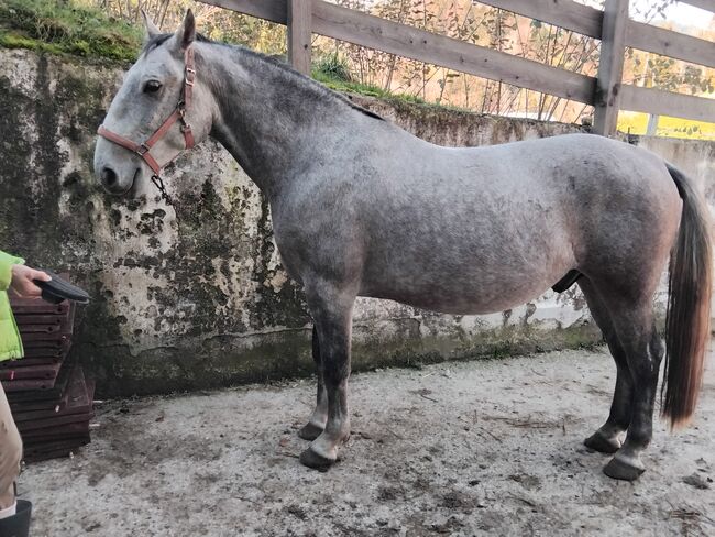 Lippizanerwallach ohne Papiere, C. LANNER, Horses For Sale, Bad Aussee, Image 4