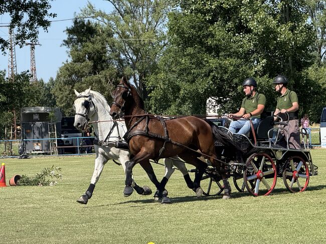 Favory Lipizzaner, Kristóf Nyerges, Horses For Sale, Kapuvár, Image 2