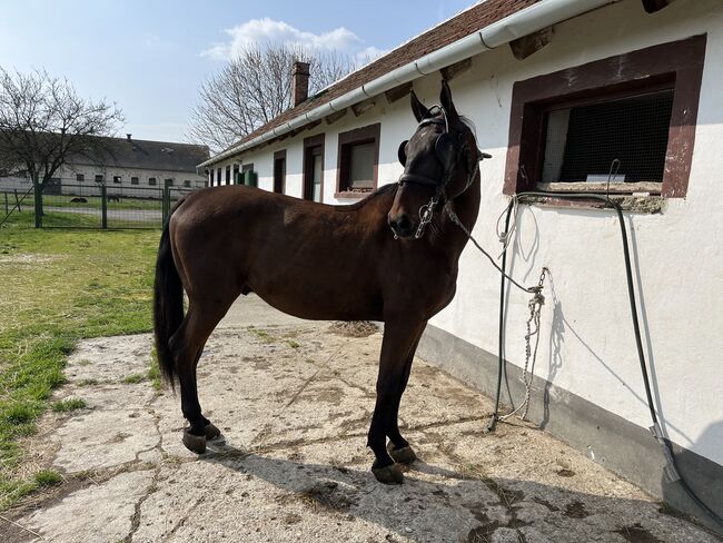Favory Lipizzaner, Kristóf Nyerges, Horses For Sale, Kapuvár, Image 3