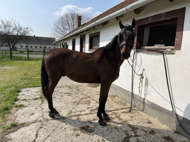 Favory Lipizzaner, Kristóf Nyerges, Horses For Sale, Kapuvár, Image 4