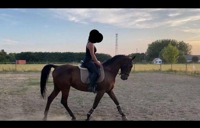 Favory Lipizzaner, Kristóf Nyerges, Horses For Sale, Kapuvár
