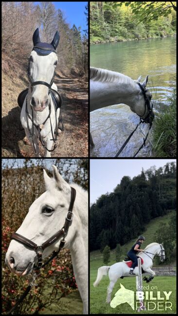 Lipizzaner Wallach 2011, Miriam Puchner, Horses For Sale, Reichraming, Image 9