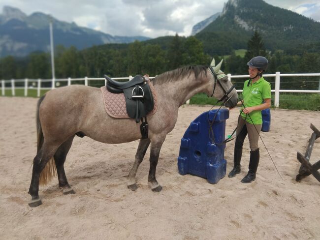 Lippizanerwallach ohne Papiere, C. LANNER, Horses For Sale, Bad Aussee, Image 2