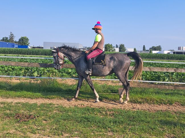 Lipizaner Sute, Petra Jentetics , Horses For Sale, Petzelsdorf in der Weststeiermark, Image 5