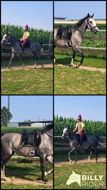 Lipizaner Sute, Petra Jentetics , Horses For Sale, Petzelsdorf in der Weststeiermark, Image 7