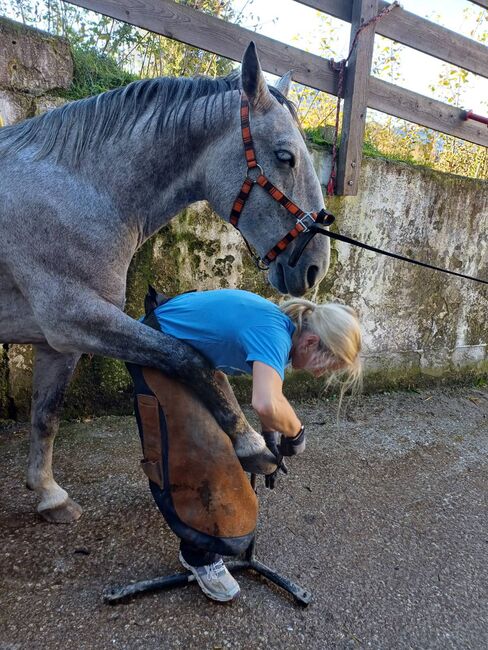 Lippizanerwallach ohne Papiere, C. LANNER, Horses For Sale, Bad Aussee, Image 3