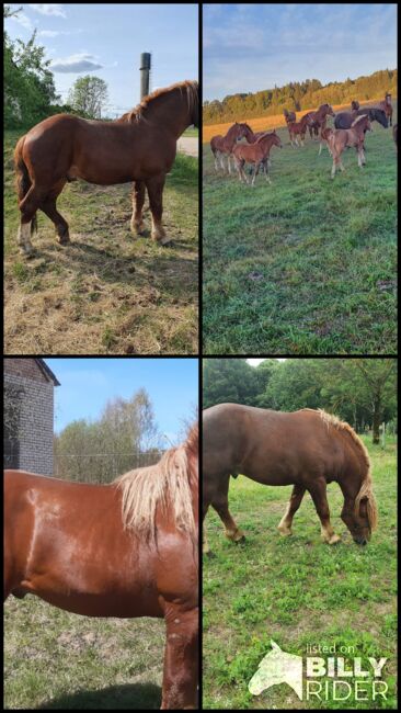 Litauisches kaltblut, Ramunas, Horses For Sale, Raseiniai , Image 5