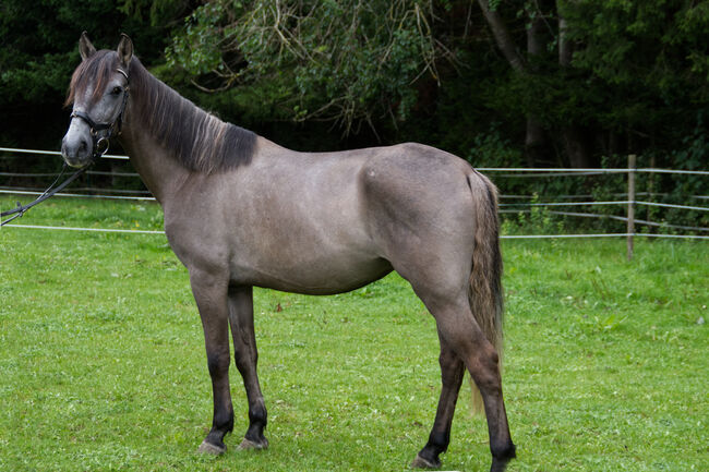 Kleiner Charmeur mit großem Herzen, Elke Heberling, Horses For Sale, Schramberg-Sulgen, Image 2