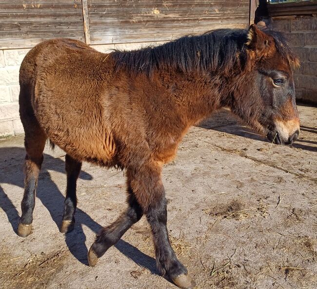 Kleinpferd 1,5jährig, TH, Horses For Sale, Treuenbrietzen, Image 9