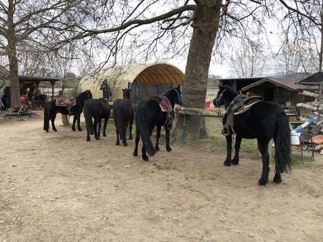 Kleinpferd auch für Erwachsene.    "Bardigiano", Claus Ludäscher (Reiterhof Ludäscher), Horses For Sale, Rümmingen, Image 10