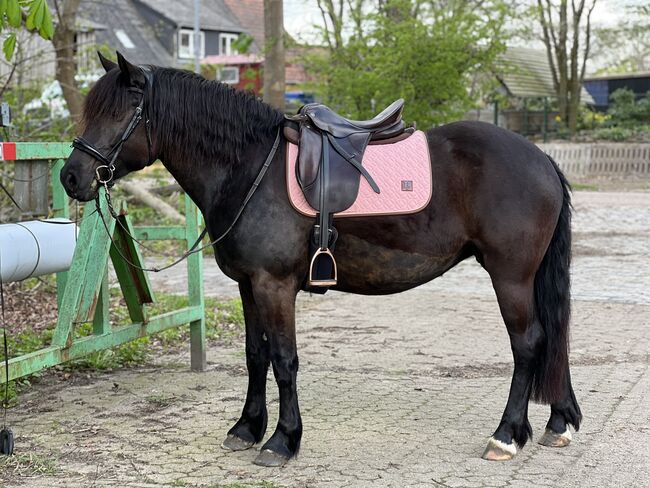 Kleines Pferd mit Großen Herz sucht neuen Möhrchengeber, FSI, Horses For Sale, Schiffdorf