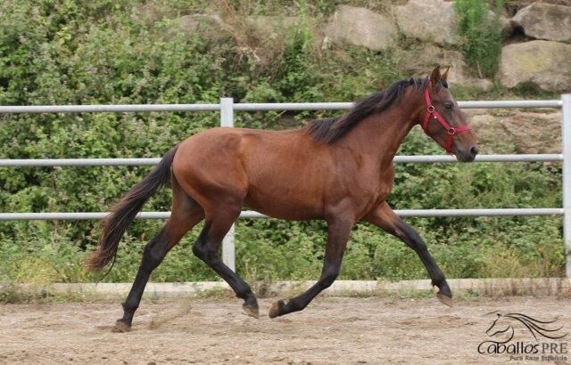 Kleiner aber Bewegungsstarker PRE Hengst, toller Charakter, Thomas Adams (Caballos PRE), Horses For Sale, Bell, Image 2