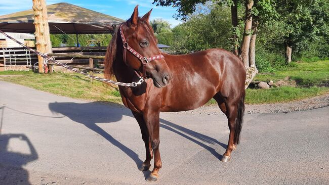 Zierliche, unerschrockene Quarter Horse Stute, Kerstin Rehbehn (Pferdemarketing Ost), Horses For Sale, Nienburg, Image 4