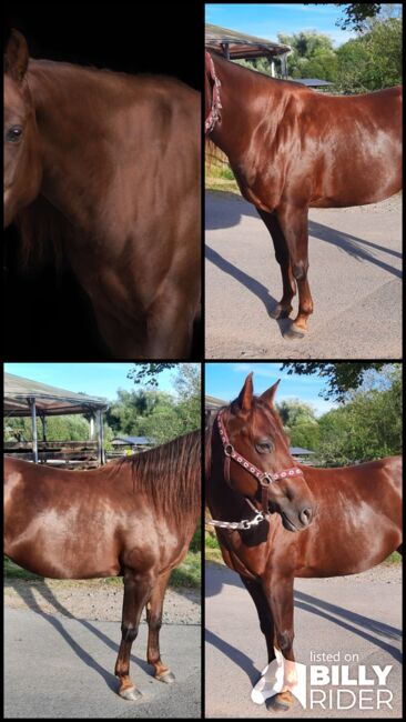 Zierliche, unerschrockene Quarter Horse Stute, Kerstin Rehbehn (Pferdemarketing Ost), Horses For Sale, Nienburg, Image 11