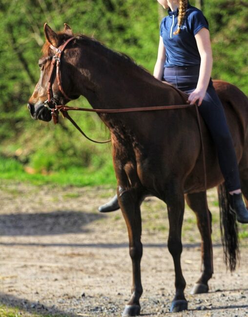 Zierliche, unerschrockene Quarter Horse Stute, Kerstin Rehbehn (Pferdemarketing Ost), Horses For Sale, Nienburg, Image 7