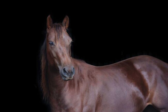 Zierliche, unerschrockene Quarter Horse Stute, Kerstin Rehbehn (Pferdemarketing Ost), Horses For Sale, Nienburg, Image 8