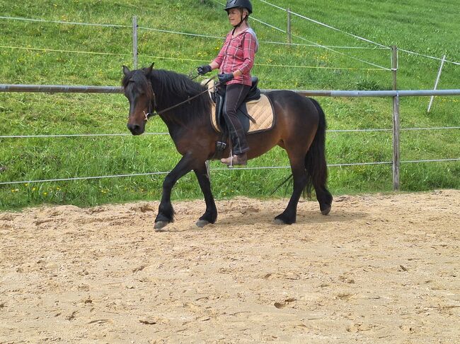 Kleine, feine Bardigiano Stute zu verkaufen, Melanie Gomm (s' Reiterhöfle), Horses For Sale, Oberstaufen, Image 3