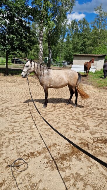 Kleine Lusitano-Mix Stute 3 jahre alt, Anna, Horses For Sale, Celle, Image 5