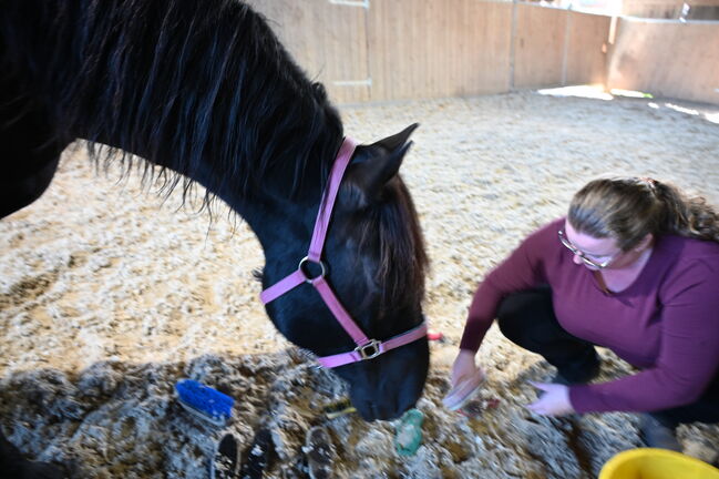 Kleine Noriker Rapp Stute 12j., Manuela KUBNY , Horses For Sale, Küßnach , Image 6