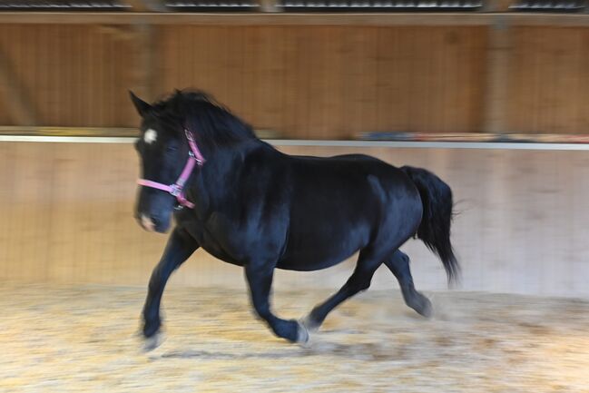 Kleine Noriker Rapp Stute 12j., Manuela KUBNY , Horses For Sale, Küßnach , Image 3